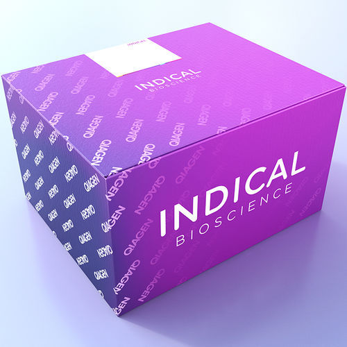 Kit de prueba veterinario - cador T. equigenitalis PCR Kit - INDICAL BIOSCIENCE GmbH - para équidos / de Taylorella equigenitalis / Klebsiella pneumoniae