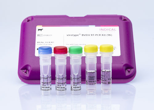 Kit de prueba veterinario - virotype BVDV RT-PCR Kit - INDICAL BIOSCIENCE GmbH - de diarrea viral bovina / para bovinos / de sangre