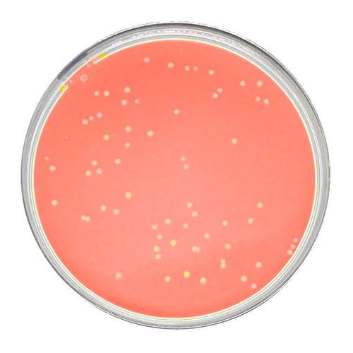 Medio reactivo - Peroxymed - para histologia / para bacterias