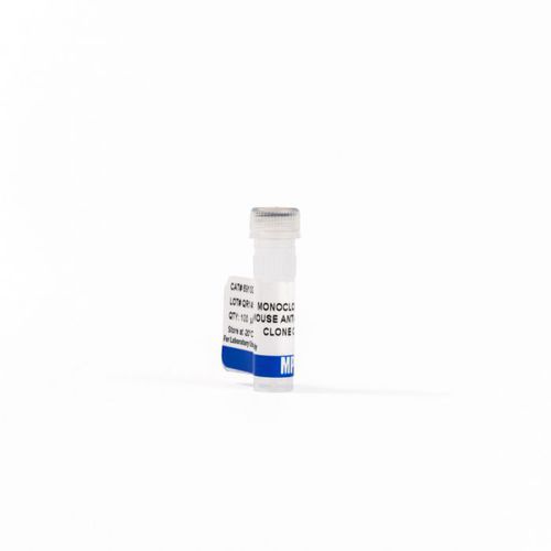 Reactivo anticuerpos - 0869100-CF - MP Biomedicals - anticuerpo monoclonal / para western blot / para inmunohistoquímica