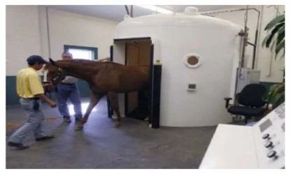 Cabina hiperbárica veterinaria para caballos - NHC Medical & Beauty