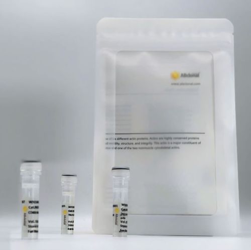 Reactivo anticuerpo monoclonal - A19530 - ABclonal Technology - para western blot / para inmunohistoquímica / a base de animales
