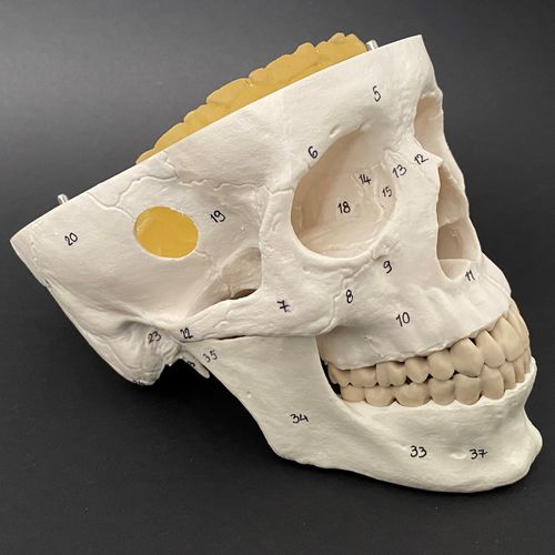 Modelo anatómico de arteria cerebral - Schiner3DRepro - de arteria / de cerebro / de neurocirugía