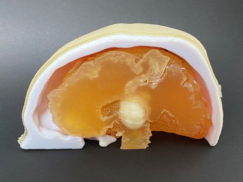 Modelo anatómico de cráneo - Schiner3DRepro - de cerebro / de neurocirugía / de formación