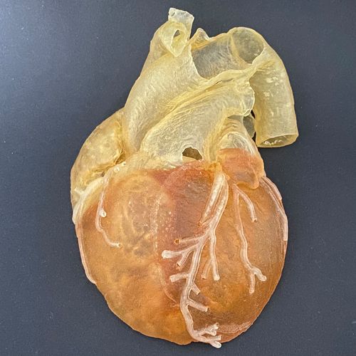 Modelo anatómico de arterias coronarias - Schiner3DRepro - de formación / de cateterismo cardiovascular / semitransparente