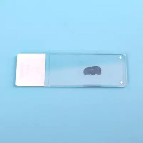 Portaobjetos para inmunohistoquímica - HWTAi - adhesivo