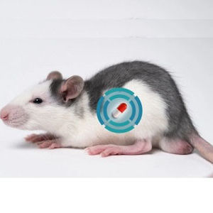 Implante telemétrico para experimentación con animales - Shanghai TOW Intelligent Technology - para la investigación preclínica / para animales pequeños / para animales grandes