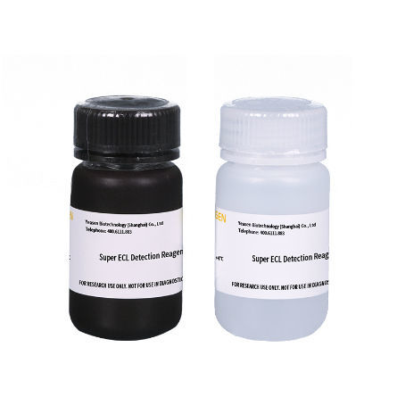 Reactivo en solución - 36208ES series - Yeasen Biotechnology (Shanghai) Co., Ltd - para la investigación / de proteínas / para anticuerpos