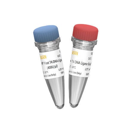Reactivo ADN ligasa - 10299ES series - Yeasen Biotechnology (Shanghai) Co., Ltd - enzima / ácido nucleico / para la investigación