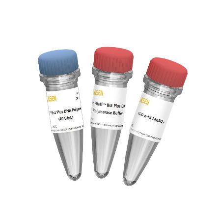 Reactivo ADN polimerasa Bst - Hieff™ - Yeasen Biotechnology (Shanghai) Co., Ltd - en solución / enzima / para biología molecular