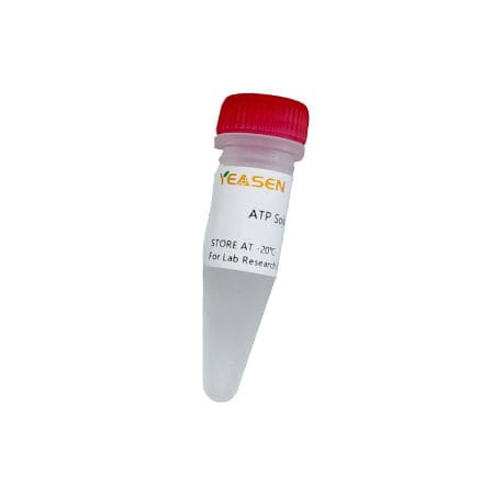 Reactivo de ATP - 10129ES series - Yeasen Biotechnology (Shanghai) Co., Ltd - en solución / para transcripción in vitro / para síntesis del ARN