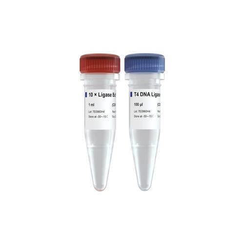 Reactivo ADN ligasa - C301 - Vazyme - para PCR / de control de calidad / de fosfato