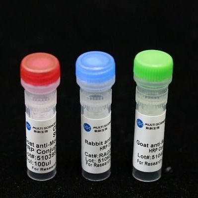 Reactivo anticuerpo monoclonal - BAB1726 - MULTI SCIENCES(LIANKE) BIOTECH, CO.,LTD. - conservante / colágeno / para la investigación