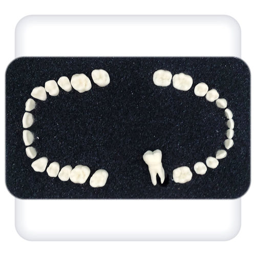 Modelo anatómico de mandíbula - Leonardo - SATC solution - de dientes / para odontología / para cuidados dentales