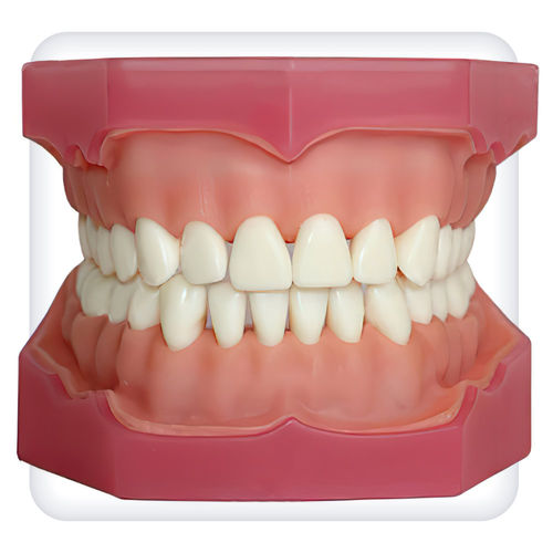 Modelo anatómico de mandíbula - CM0004 - SATC solution - de dentadura / para odontología / de formación