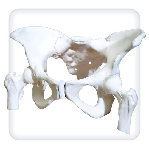 Modelo anatómico de pelvis - M1111 - SATC solution - de fémur / obstetricoginecológico / de demostración