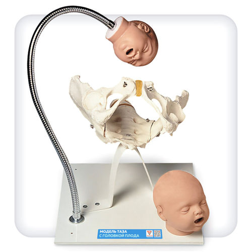 Modelo anatómico de pelvis - M1112 - SATC solution - de cabeza / obstetricoginecológico / de embarazo