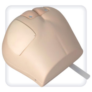 Modelo anatómico de nalga - M1006 - SATC solution - de glúteo / tronco / anal