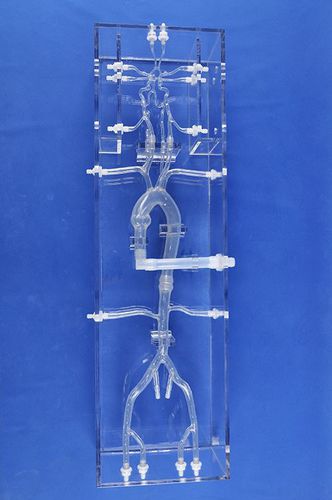Modelo vascular de vasos sanguíneos - SJK001D - Trando 3D Medical Technology - de arteria / de arteria femoral / cerebral