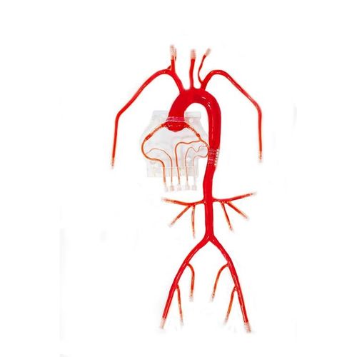 Modelo vascular cuerpo - XX-007D - Trando 3D Medical Technology - de arteria / de arterias coronarias / de cateterismo cardiovascular