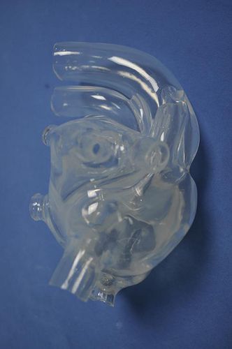 Modelo anatómico de corazón - XX011D - Trando 3D Medical Technology - de formación / masculino / adulto