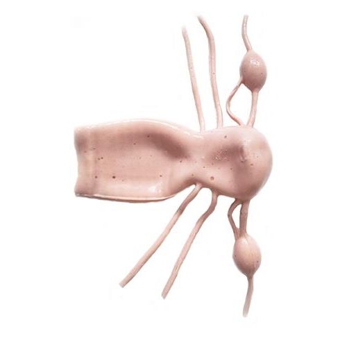 Modelo anatómico cervical - HSX009 - Trando 3D Medical Technology - abdominal / cuerpo / de útero
