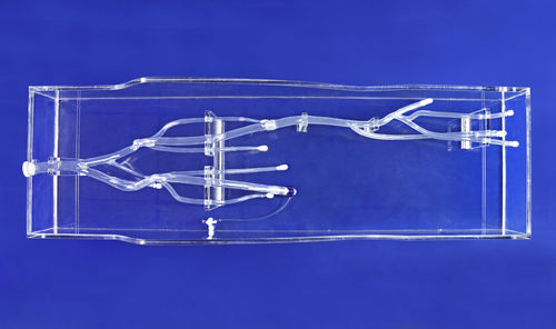 Modelo anatómico de arteria - XZK003D - Trando 3D Medical Technology - de arteria femoral / de vena / miembros inferiores