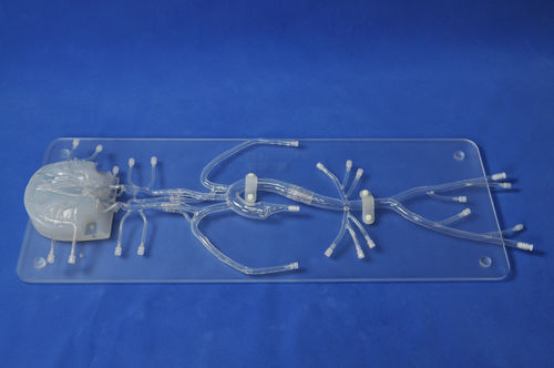 modelo anatómico intracraneal - Trando 3D Medical Technology