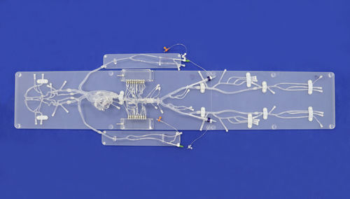 modelo anatómico para neurología - Trando 3D Medical Technology