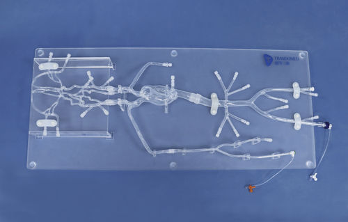 Modelo anatómico intracraneal - SJ001D-06 - Trando 3D Medical Technology - de arteria / de arteria femoral / de formación