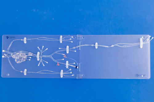 Modelo anatómico de arterias coronarias - FA005D - Trando 3D Medical Technology - de formación / transparente / flexible