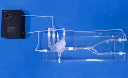 Modelo vascular de corazón - XXS019 - Trando 3D Medical Technology - de articulación / de vasos sanguíneos / de arteria