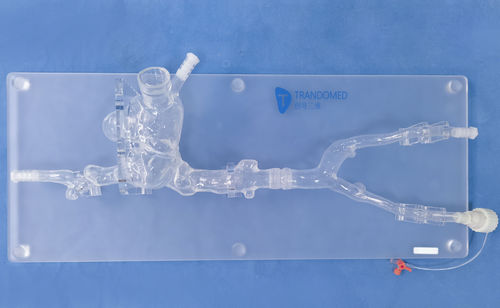 Modelo vascular cardíaco - XXK006J - Trando 3D Medical Technology - de vasos sanguíneos / de vena cava / de vena