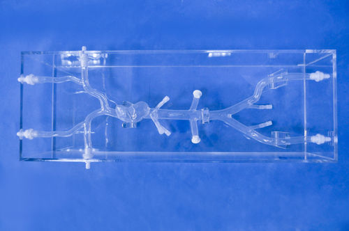 Modelo anatómico de corazón - XXD017 - Trando 3D Medical Technology - de vena cava / de formación / transparente