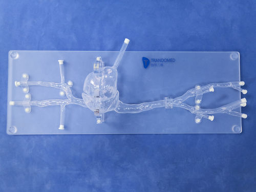 Modelo anatómico de corazón - XX001S - Trando 3D Medical Technology - de vena cava / de vena / cuerpo