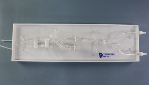 Modelo vascular intracraneal - SJX010-1 - Trando 3D Medical Technology - de vasos sanguíneos / de arteria femoral / de abdomen