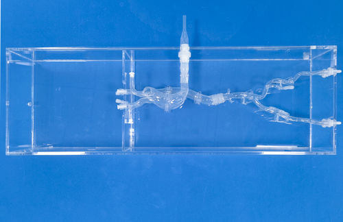 Modelo vascular cardíaco - XXD027 - Trando 3D Medical Technology - de pierna / de vasos sanguíneos / de arteria