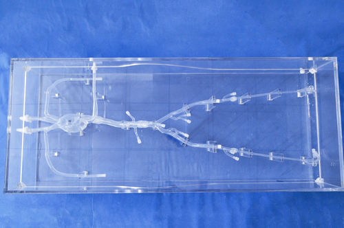 Modelo vascular cardíaco - XXS008 - Trando 3D Medical Technology - de vasos sanguíneos / miembros inferiores / para cirugía mínimamente invasiva
