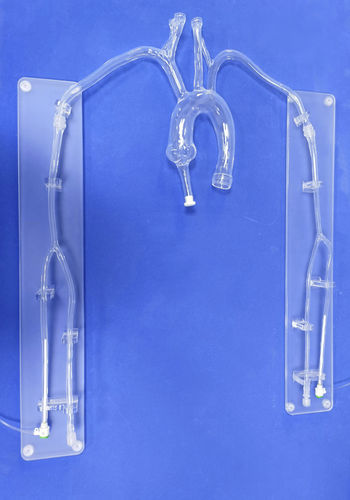 Modelo anatómico de corazón - XX001D1 - Trando 3D Medical Technology - torácico / para cirugía mínimamente invasiva / de formación