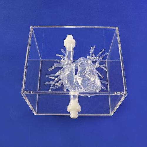 Modelo anatómico de arteria - PA001-02 - Trando 3D Medical Technology - para cirugía mínimamente invasiva / de formación / transparente