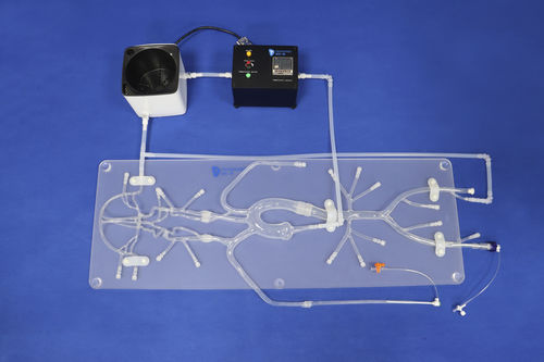Modelo vascular para neurología - SJ001D-B - Trando 3D Medical Technology - cerebral / de nervio / intracraneal