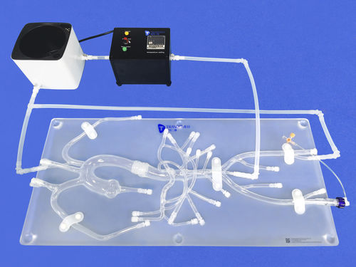 modelo anatómico abdominal - Trando 3D Medical Technology
