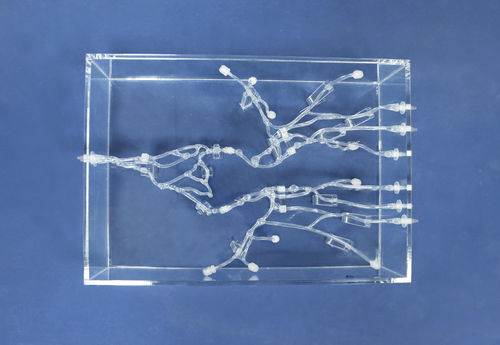 modelo anatómico abdominal - Trando 3D Medical Technology