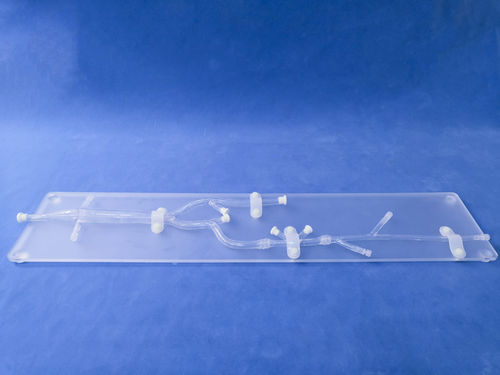 Modelo anatómico miembros inferiores - XZ005D - Trando 3D Medical Technology - para cirugía mínimamente invasiva / de formación / transparente