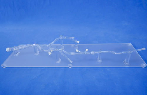 Modelo anatómico miembros inferiores - XXD002 - Trando 3D Medical Technology - para cirugía mínimamente invasiva / de formación / transparente