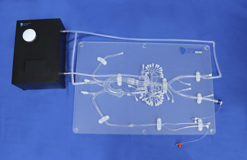 Modelo anatómico abdominal - FBD004 - Trando 3D Medical Technology - para cirugía mínimamente invasiva / de formación / transparente
