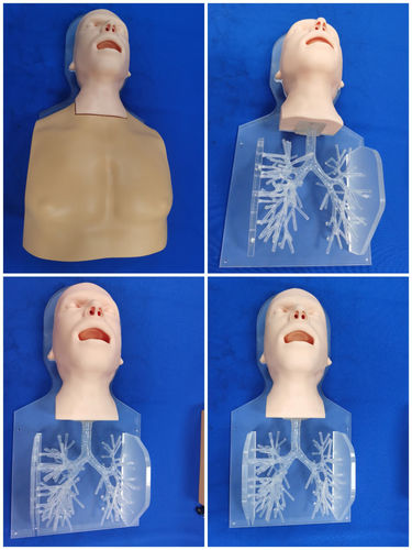 modelo anatómico de cabeza - Trando 3D Medical Technology