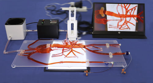 Modelo anatómico abdominal - AIT010D - Trando 3D Medical Technology - para cirugía mínimamente invasiva / de formación / transparente