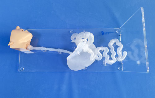 Modelo anatómico de cabeza - XHG-11-03 - Trando 3D Medical Technology - de estómago / de esófago / de duodeno