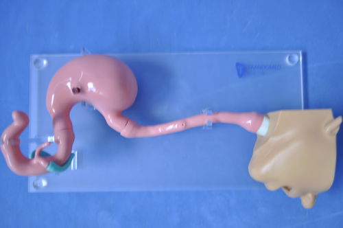 Modelo anatómico de cabeza - XHG-11-1 - Trando 3D Medical Technology - de estómago / de esófago / de duodeno